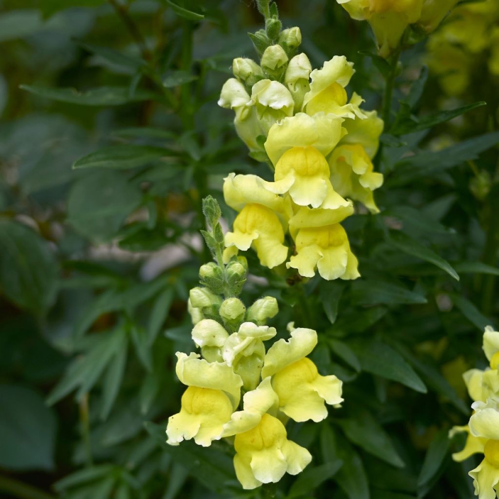 Leeuwenbek Dazzling Lips Lemon - Antirrhinum majus