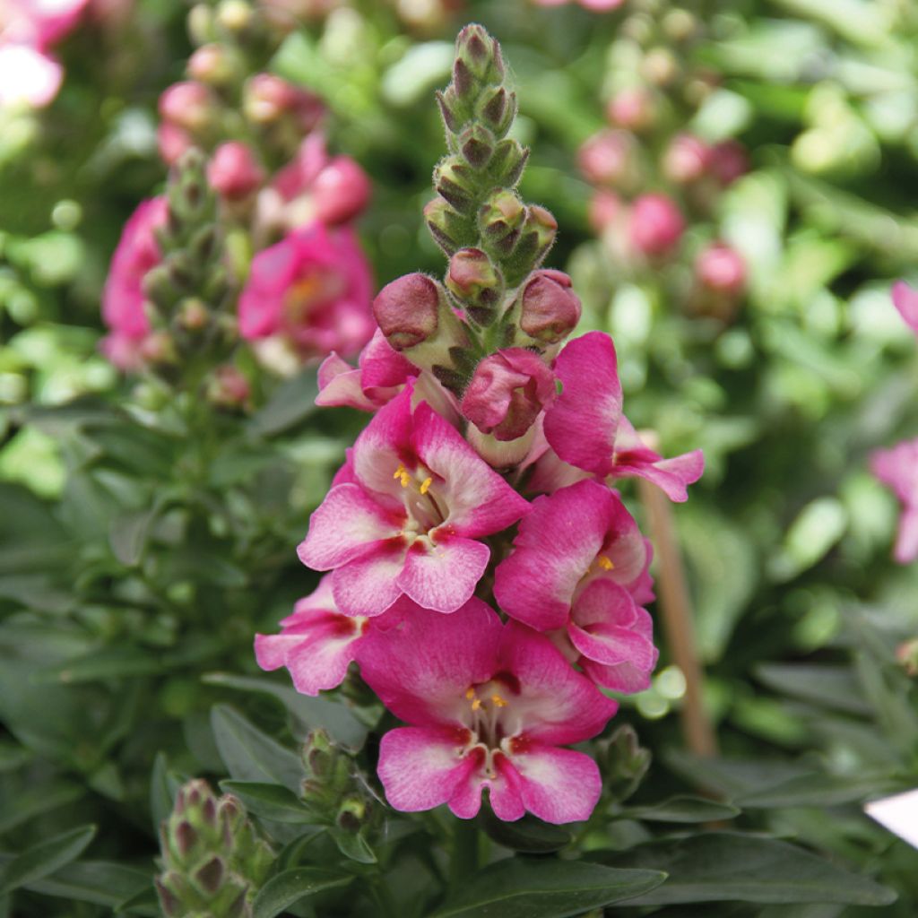 Leeuwenbek Dazzling Lips Pink - Antirrhinum majus
