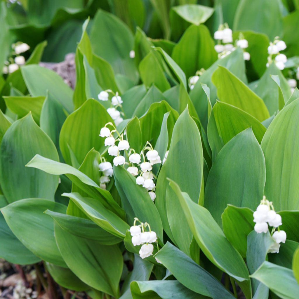Convallaria majalis - Lelietje-van-dalen