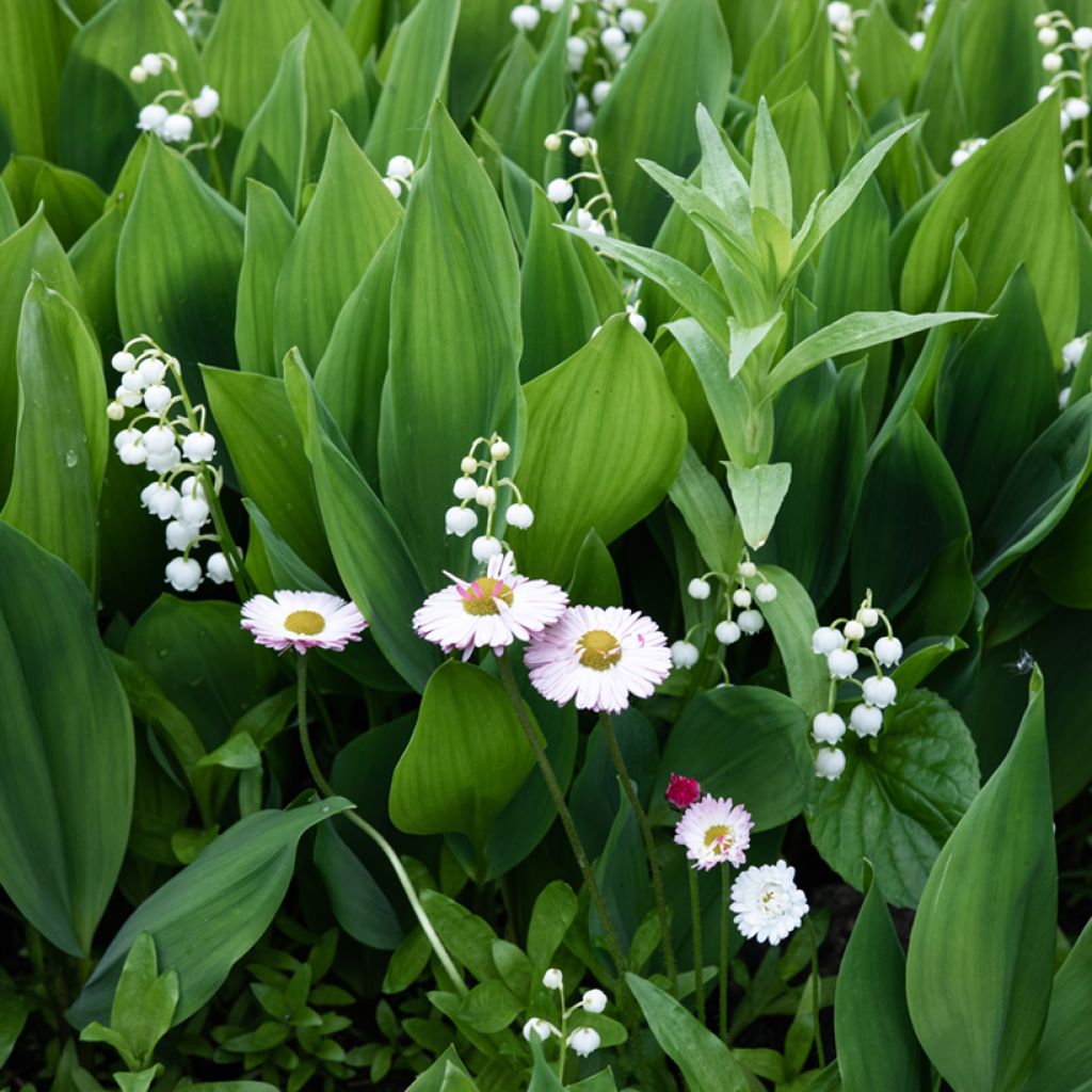 Convallaria majalis - Lelietje-van-dalen