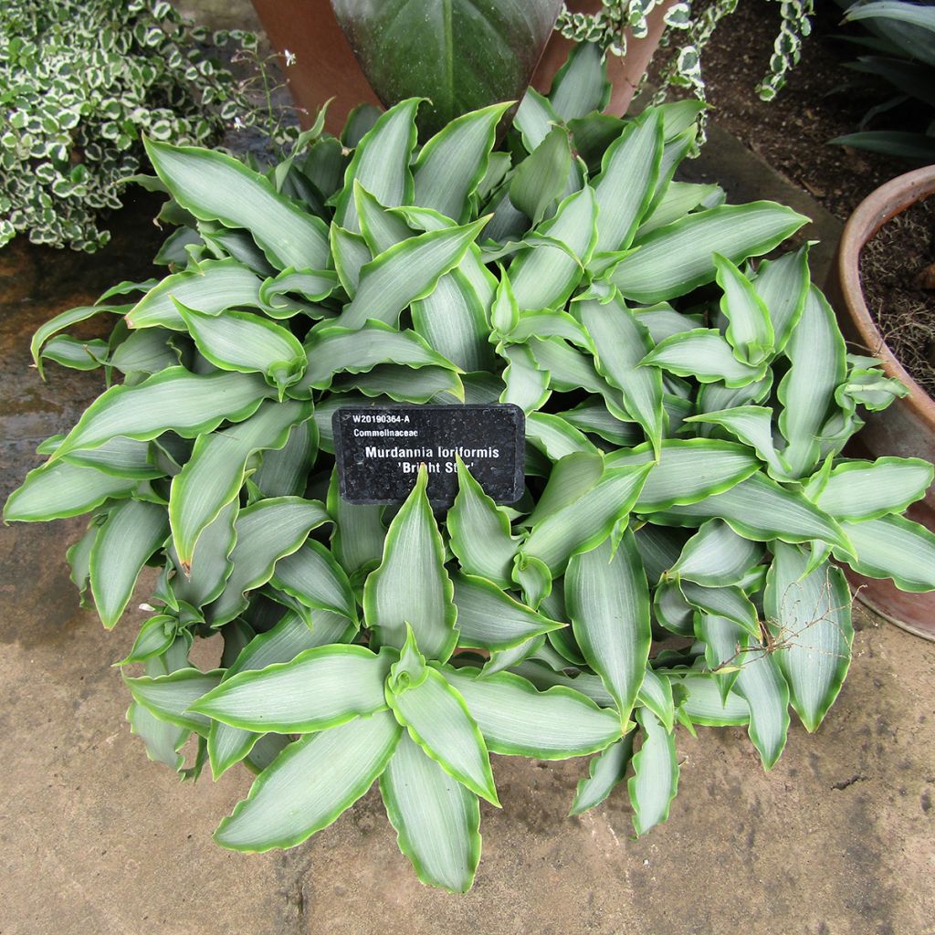 Murdannia Bright Star - Murdannia