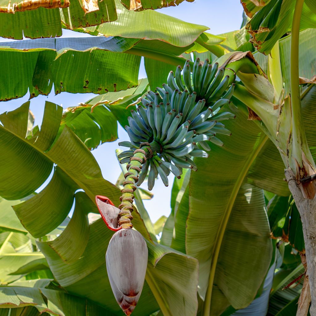 Banaan Ice Cream - Musa acuminata