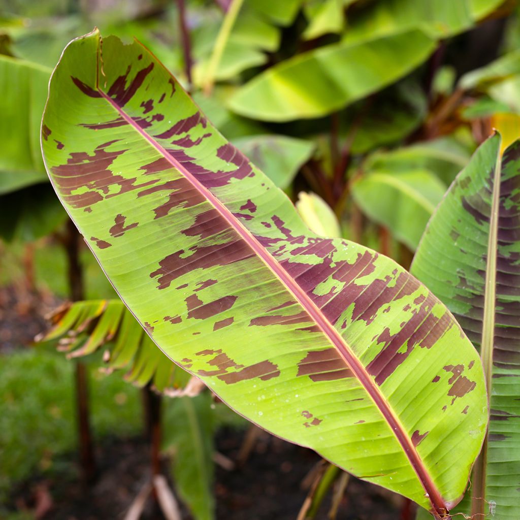 Musa acuminata Zebrina - Bloedbanaan