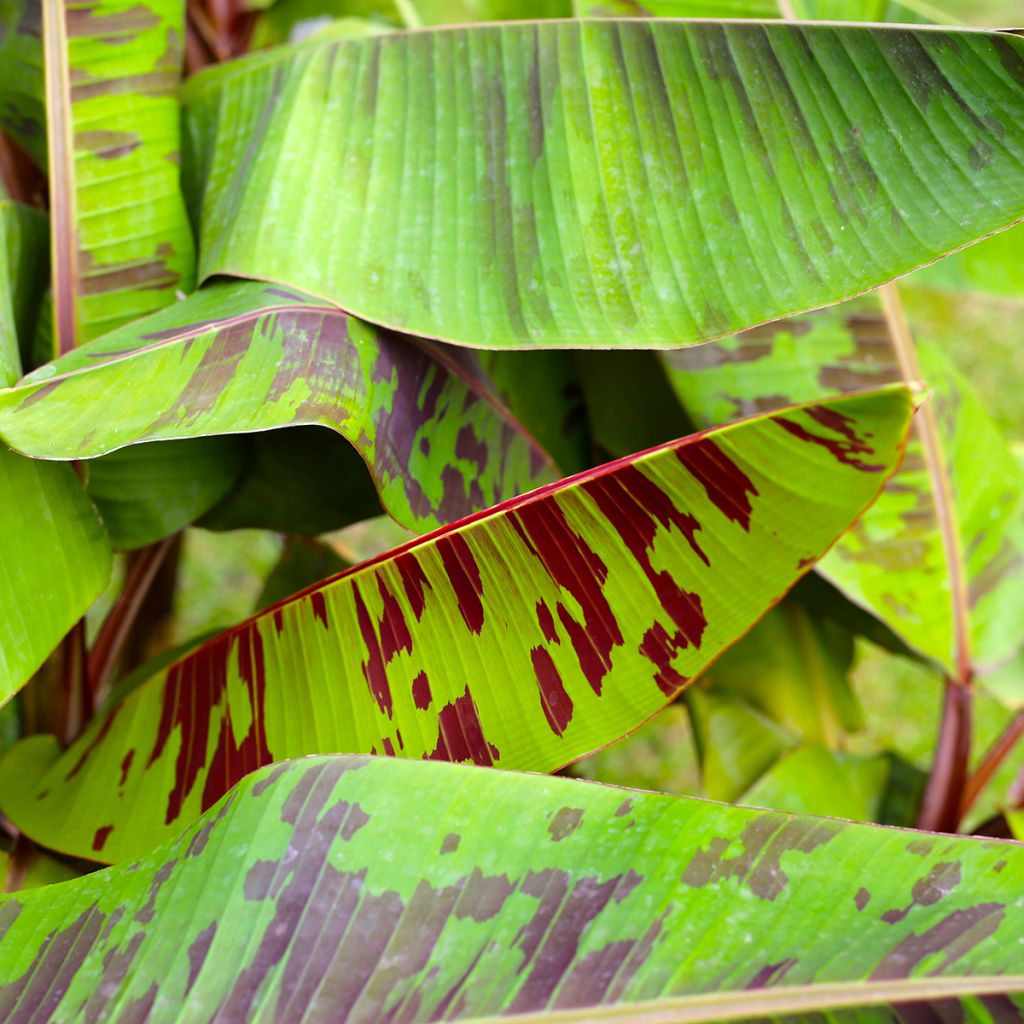 Musa acuminata Zebrina - Bloedbanaan