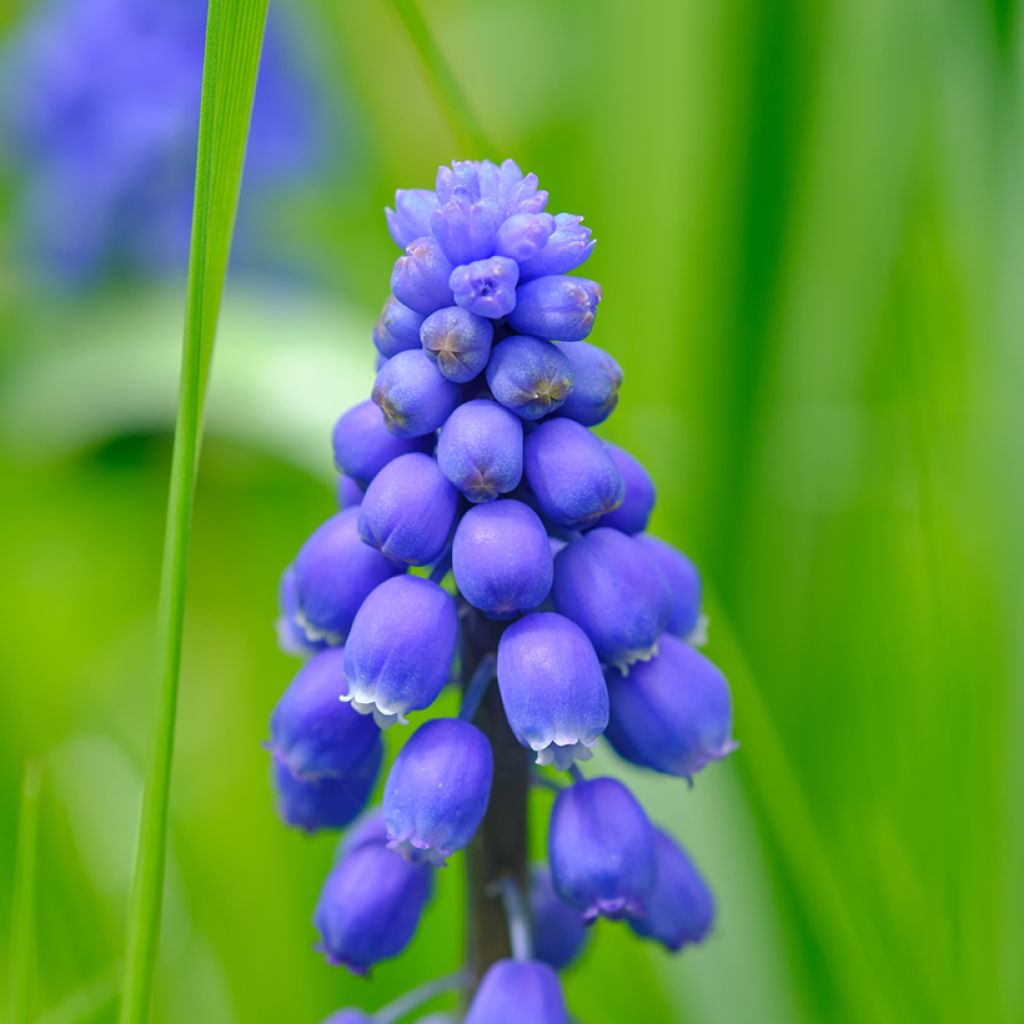 Muscari armeniacum Christmas Pearl - Blauwe druifjes