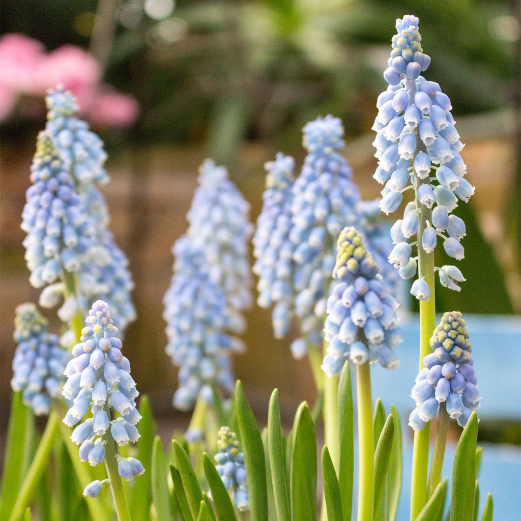 Muscari Manon - Blauwe druifjes