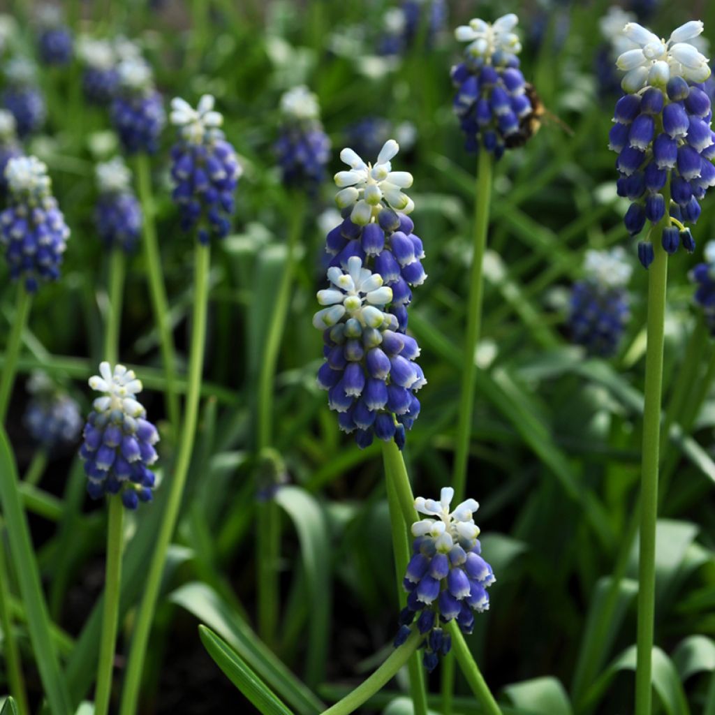 Muscari Touch of Snow - Blauwe druifjes