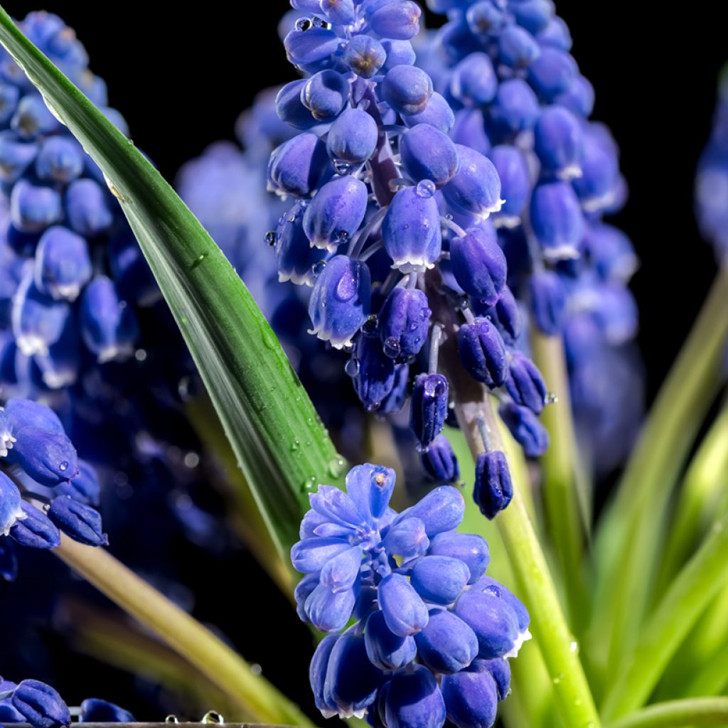 Muscari armeniacum Alida - Blauwe druifjes