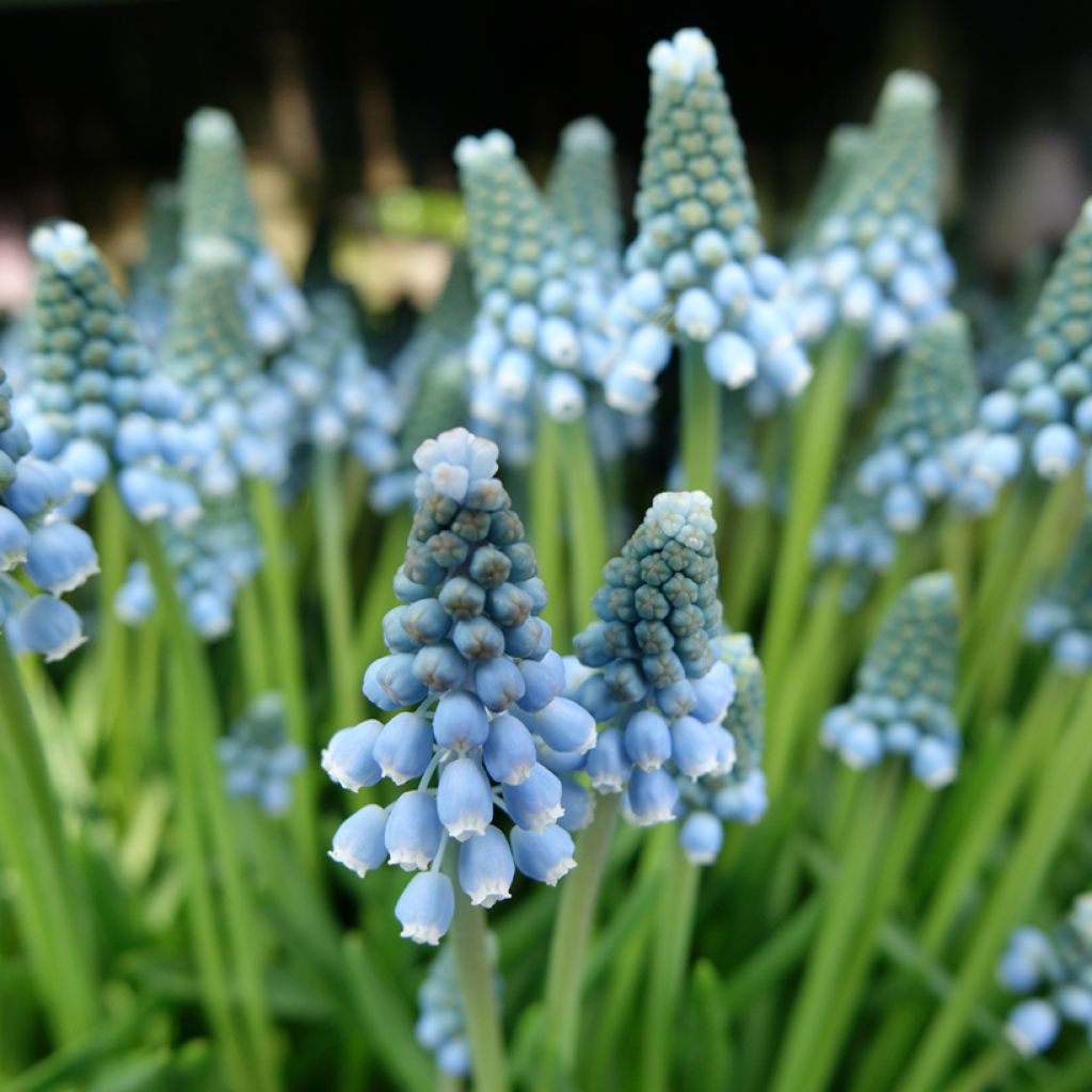 Muscari armeniacum Aqua Magic - Blauwe druifjes