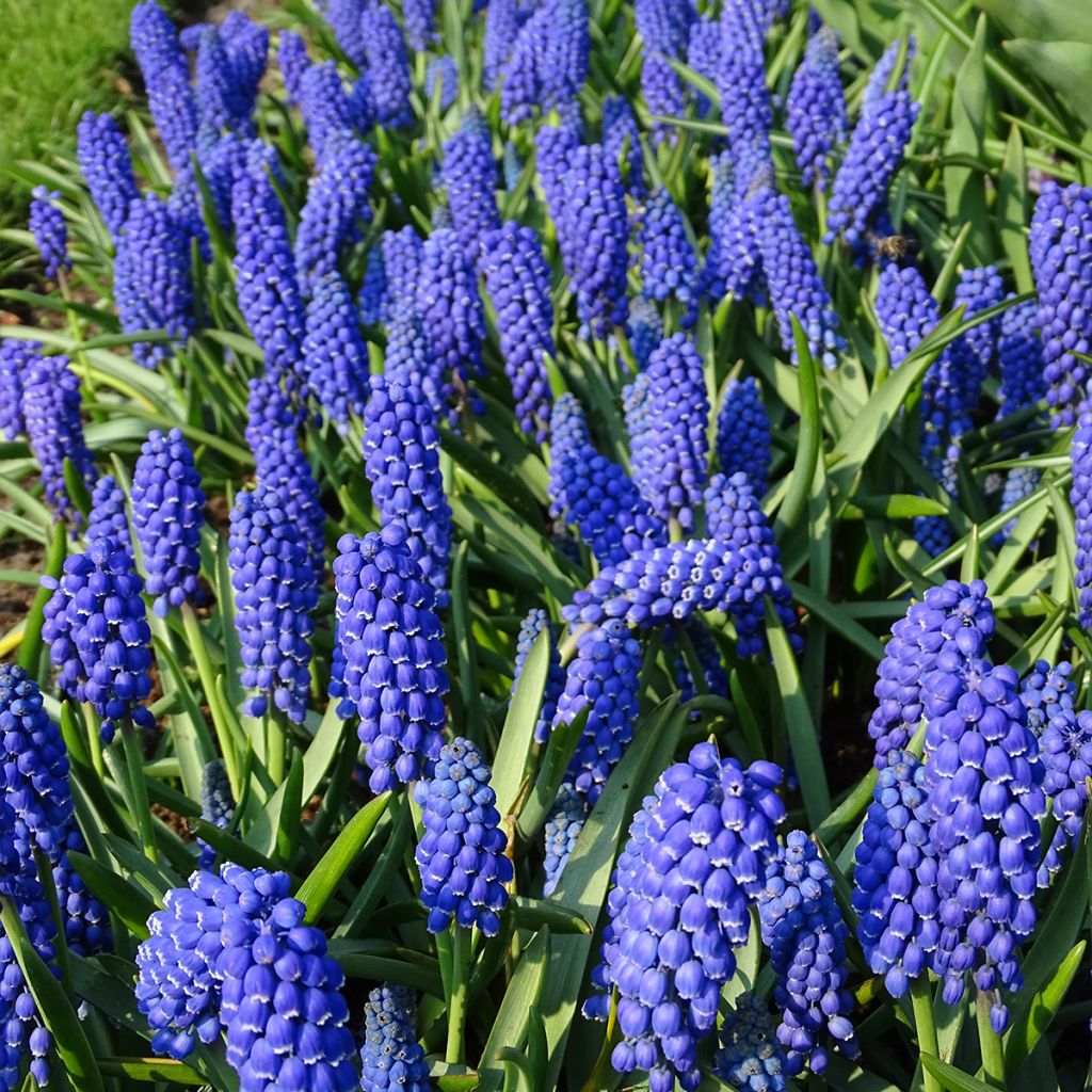 Muscari armeniacum - Blauwe druifjes