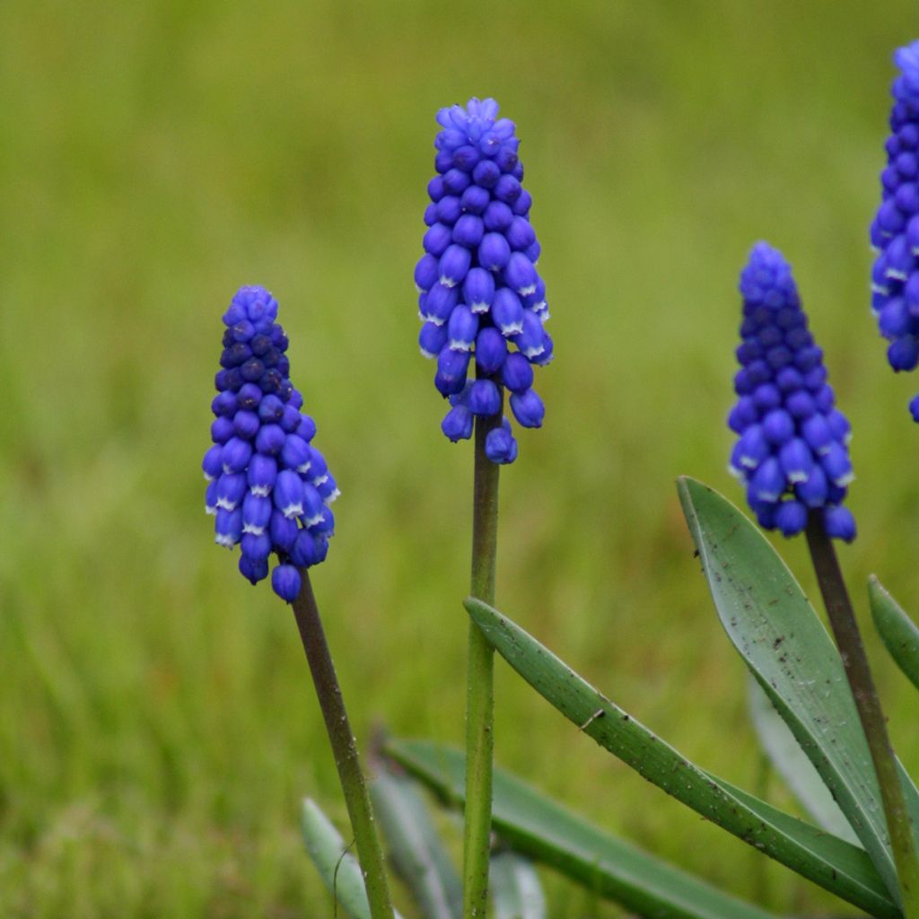 Muscari botryoides Superstar - Blauwe druifjes