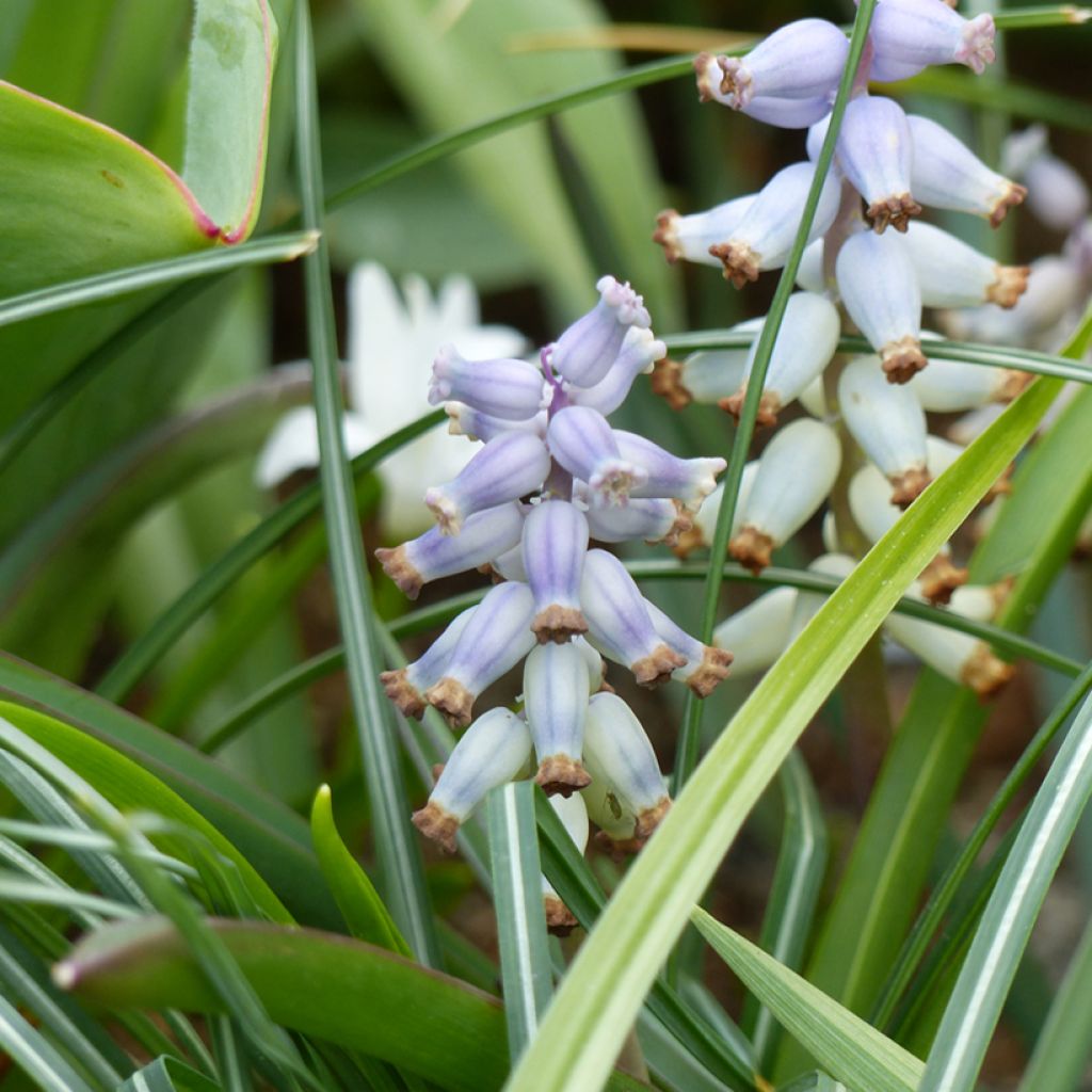 Muscari racemosum blote wortel - Blauwe druifjes