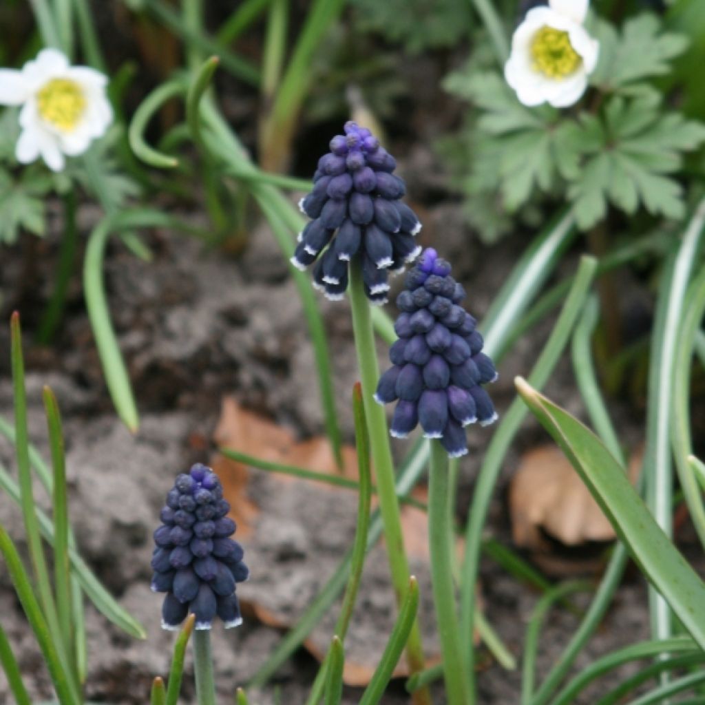 Muscari neglectum - Wilde druifhyacint