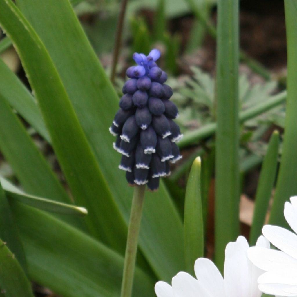 Muscari neglectum - Wilde druifhyacint