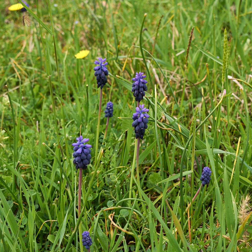 Muscari neglectum - Wilde druifhyacint