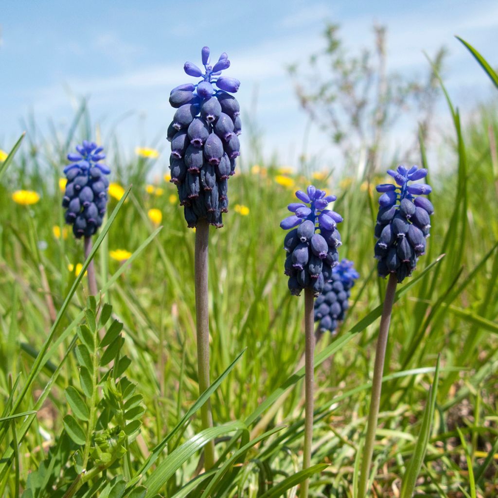 Muscari neglectum - Wilde druifhyacint