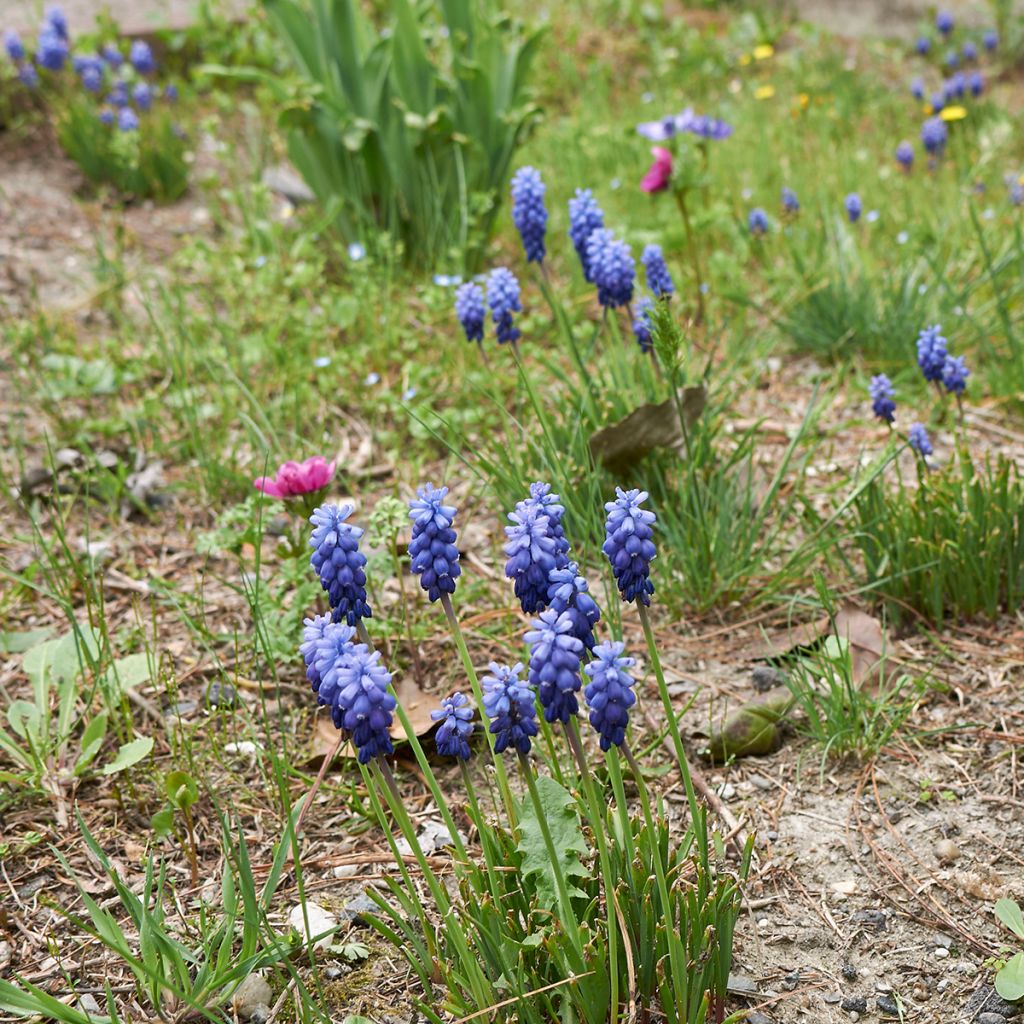Muscari neglectum - Wilde druifhyacint