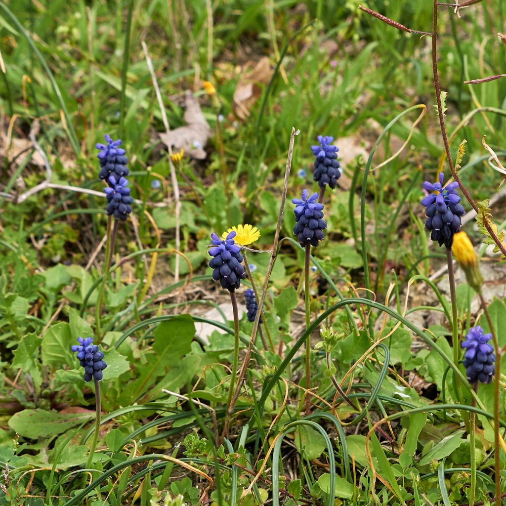 Muscari neglectum - Wilde druifhyacint