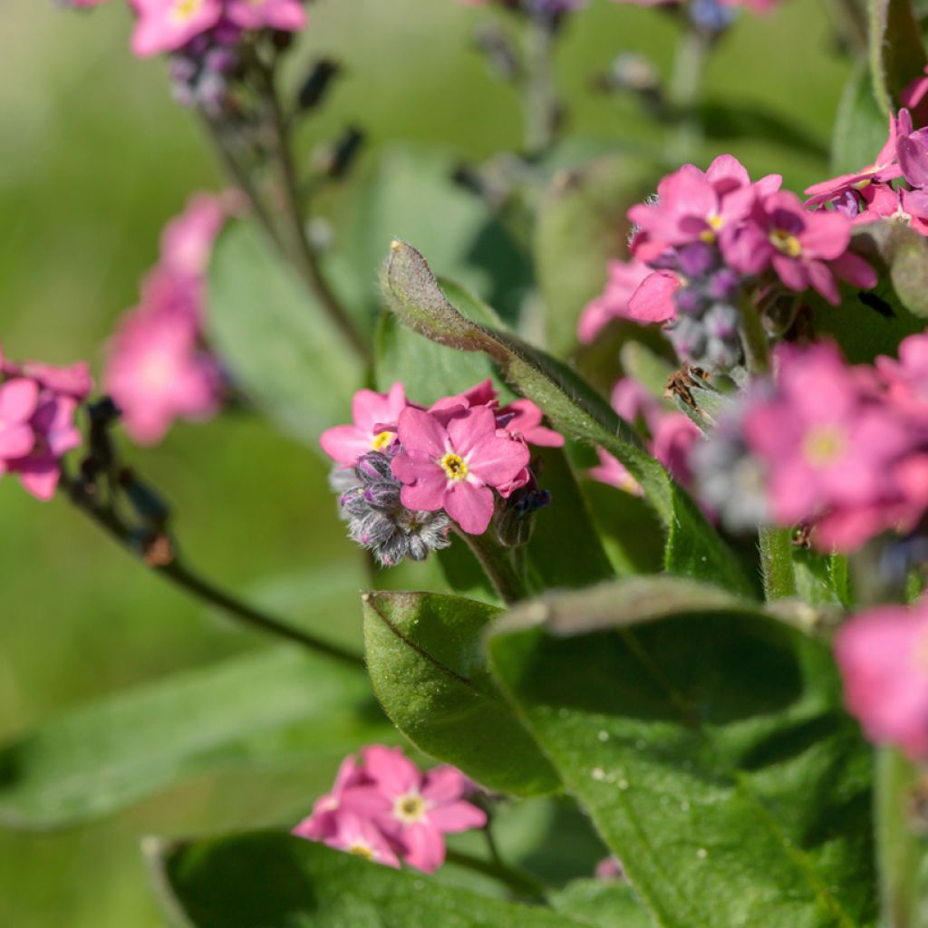 Myosotis Rosylva (plugplanten) - Bosvergeet-mij-nietje