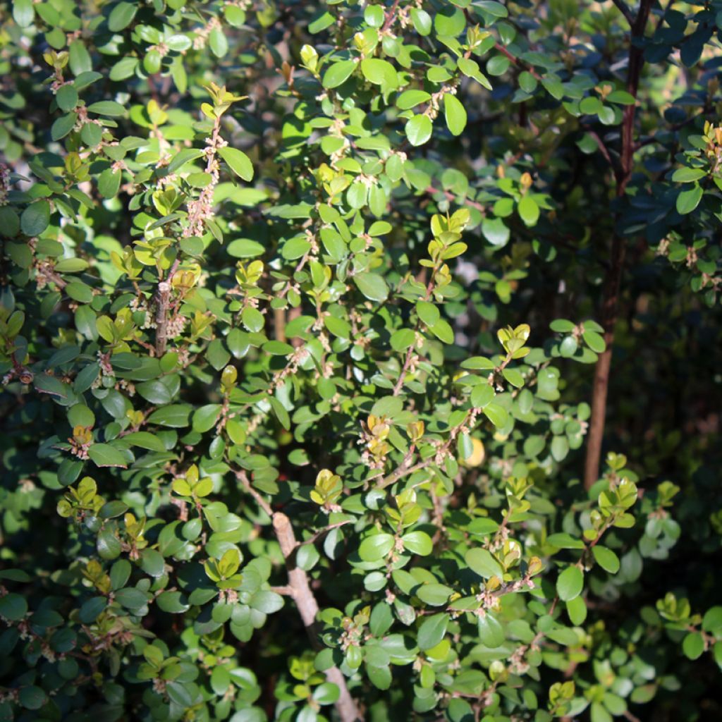 Myrsine africana - Afrikaanse buxus
