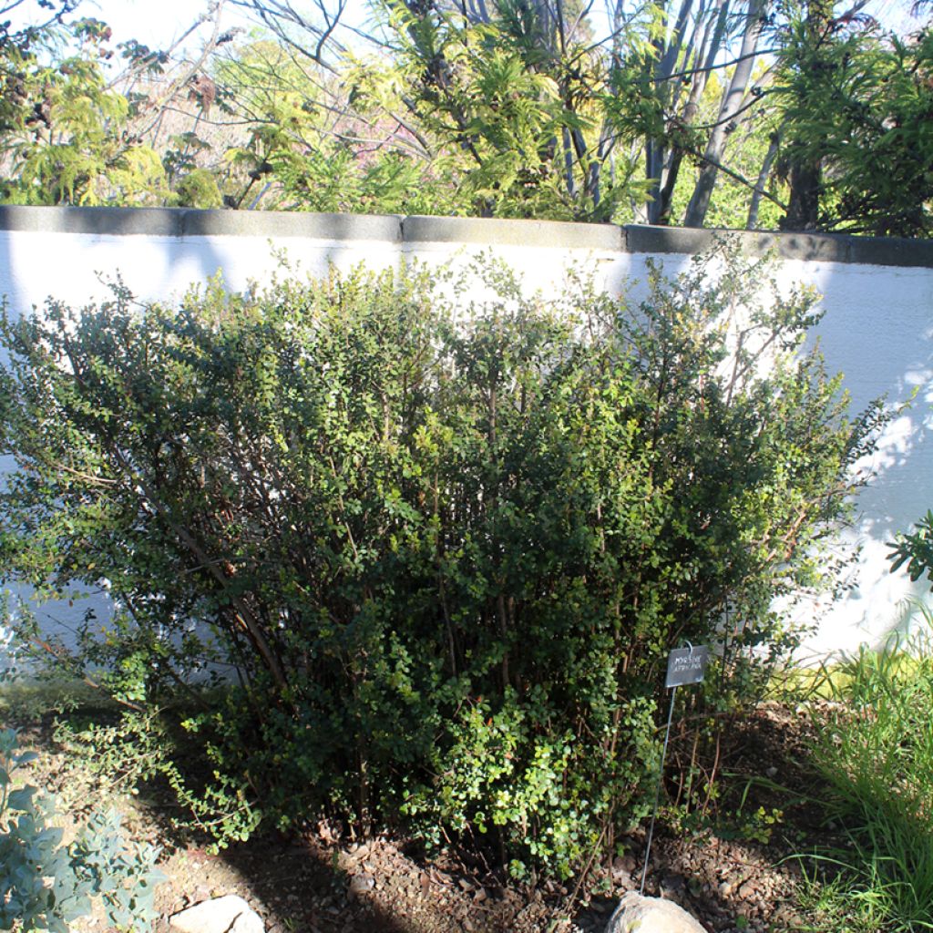 Myrsine africana - Afrikaanse buxus