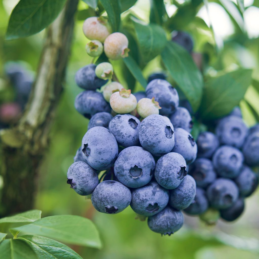 Myrtille d'Amérique - Vaccinium corymbosum Darrow