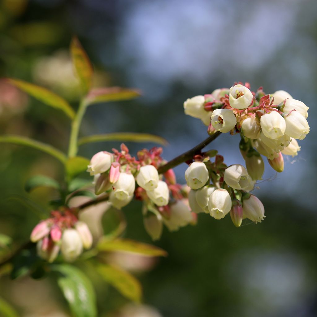 Myrtille d'Amérique - Vaccinium corymbosum North Blue