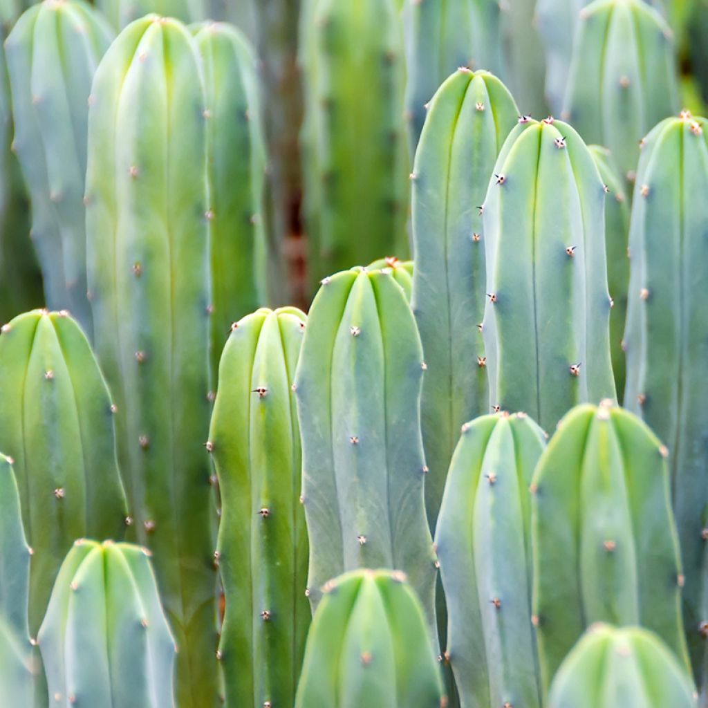 Myrtillocactus geometrizans - Blauwe kaars