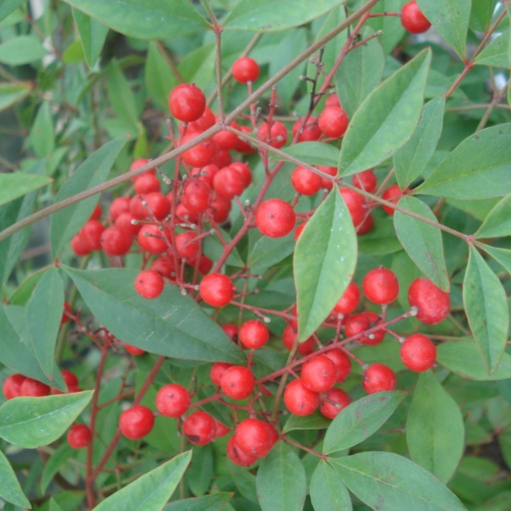 Nandina domestica - Hemelse bamboe