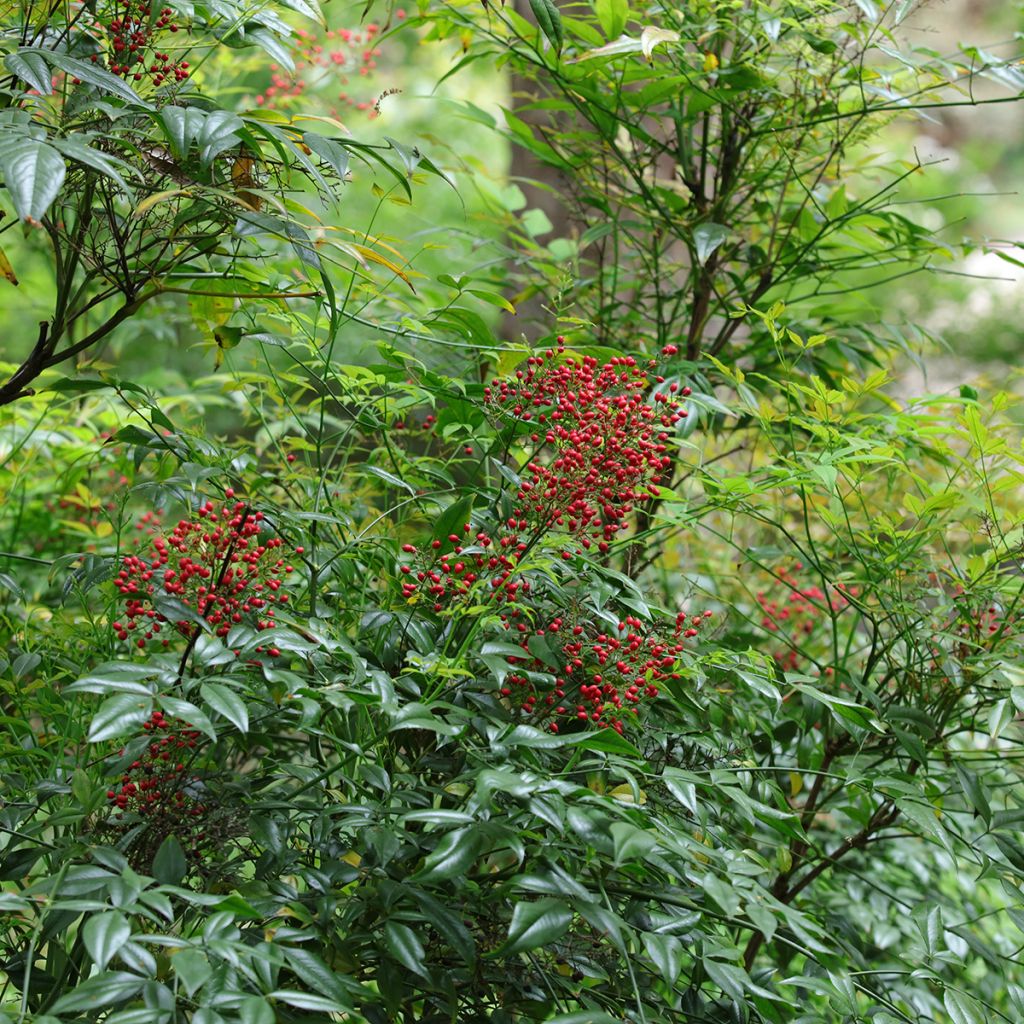 Nandina domestica - Hemelse bamboe