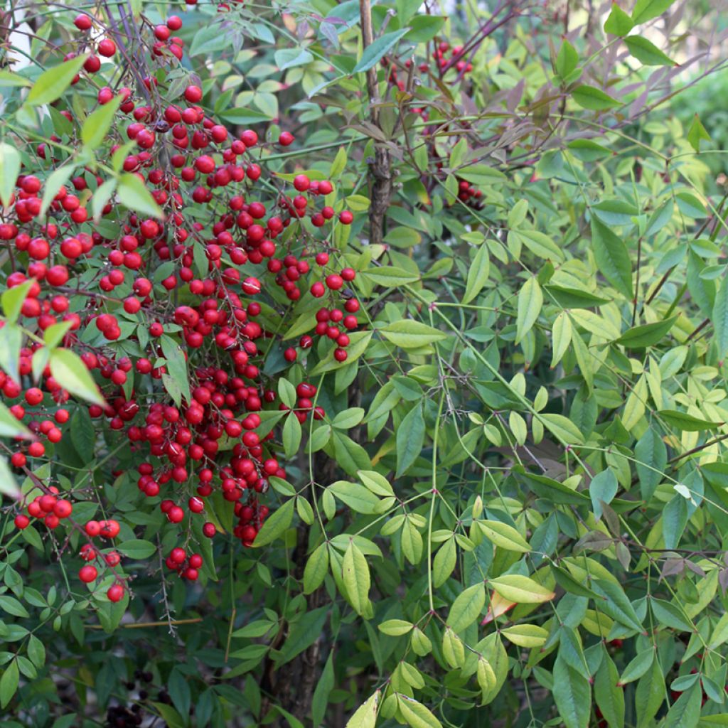 Nandina domestica - Hemelse bamboe