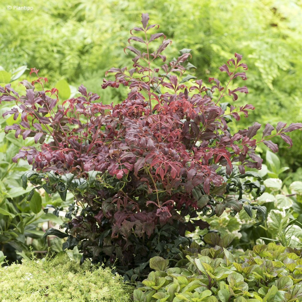 Nandina domestica Curly Obsessed - Hemelse bamboe
