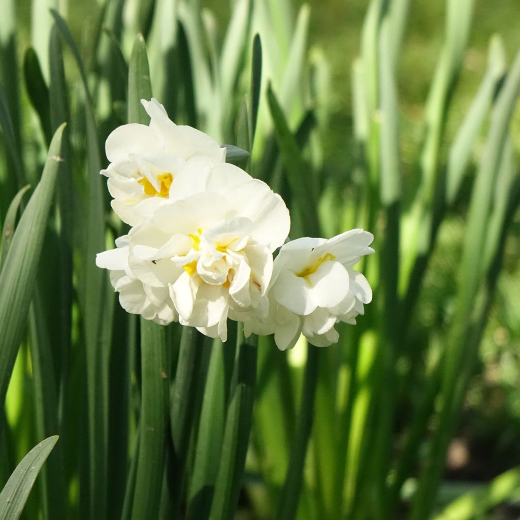 Narcissus tazetta Bridal Crown Tazetta-narcis