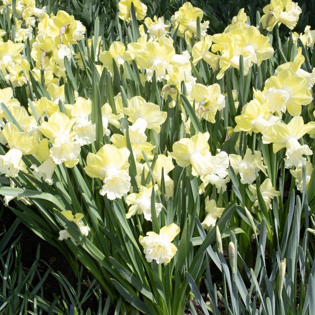 Narcissus Galactic Star - Trompetnarcis