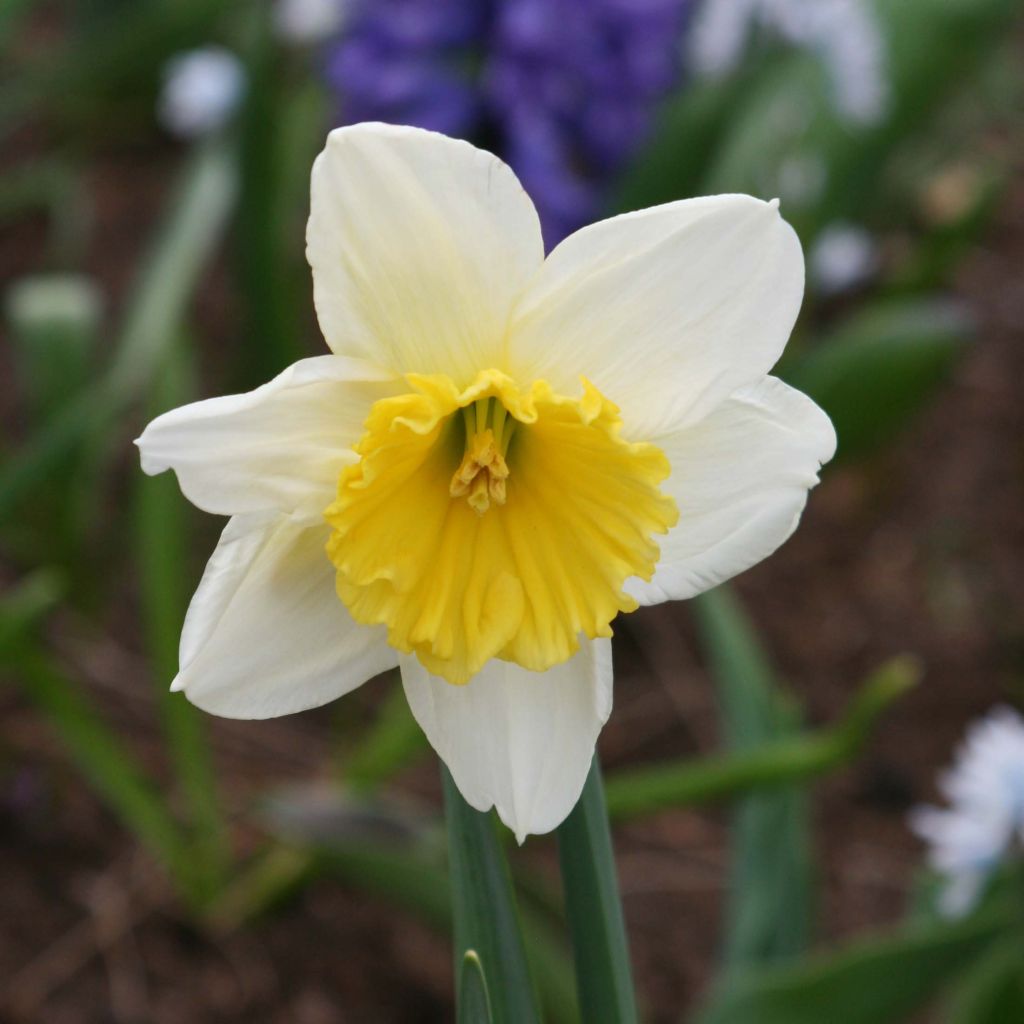 Narcissus Ice Follies - Narcis