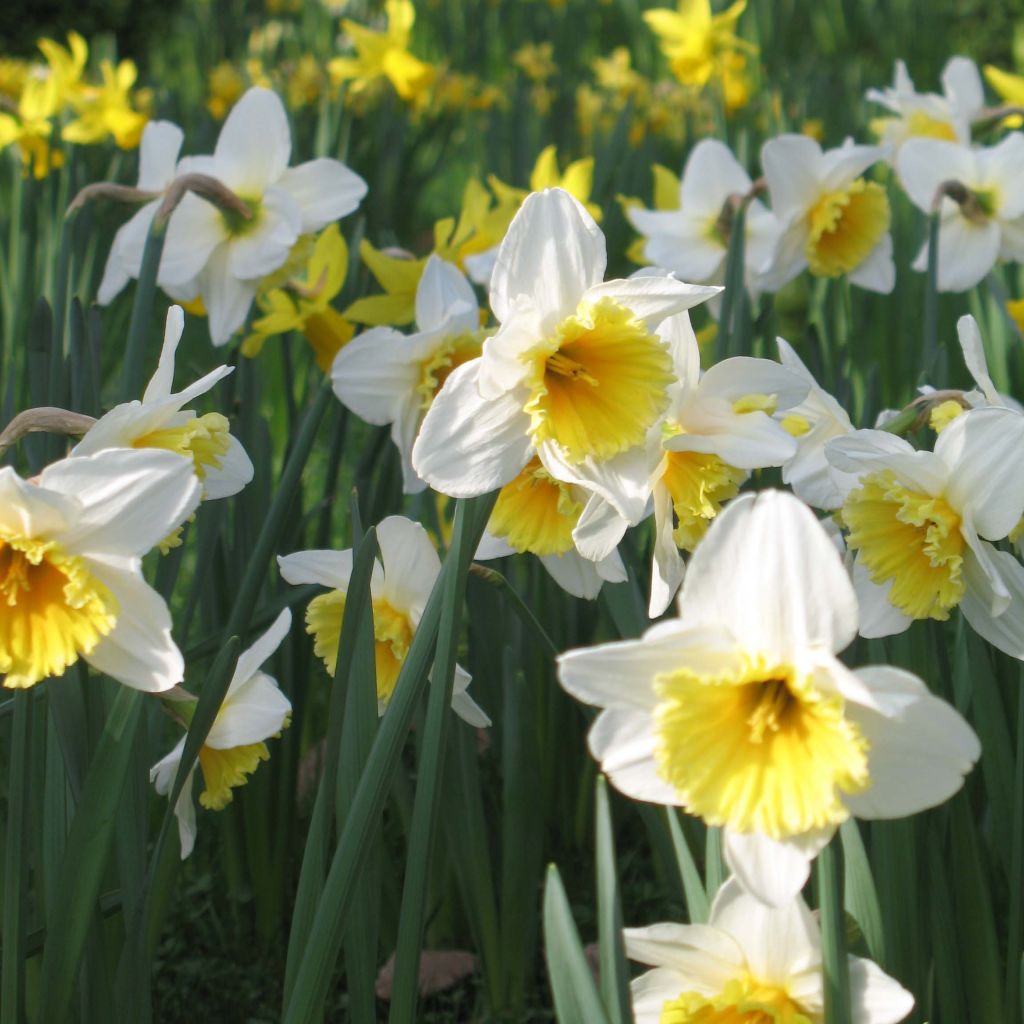 Narcissus Ice Follies - Narcis