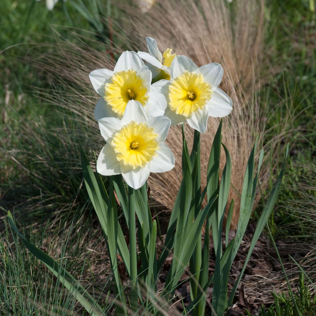 Narcissus Ice Follies - Narcis