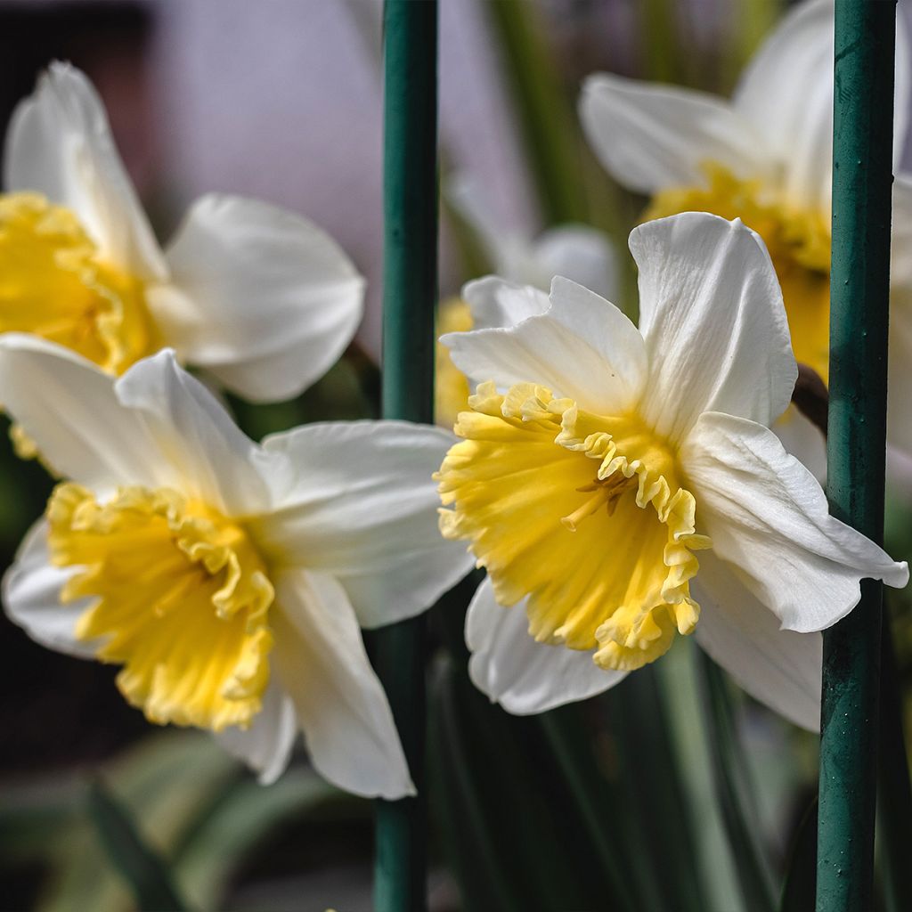 Narcissus Ice Follies - Narcis