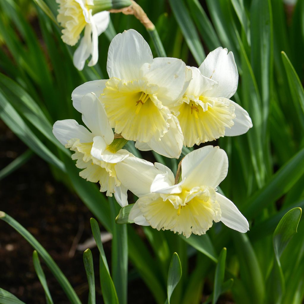 Narcissus Ice Follies - Narcis