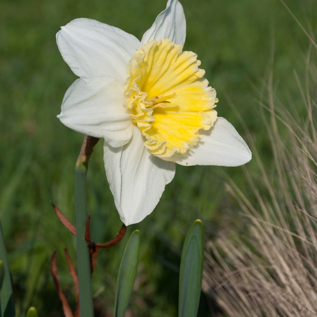 Narcissus Ice Follies - Narcis