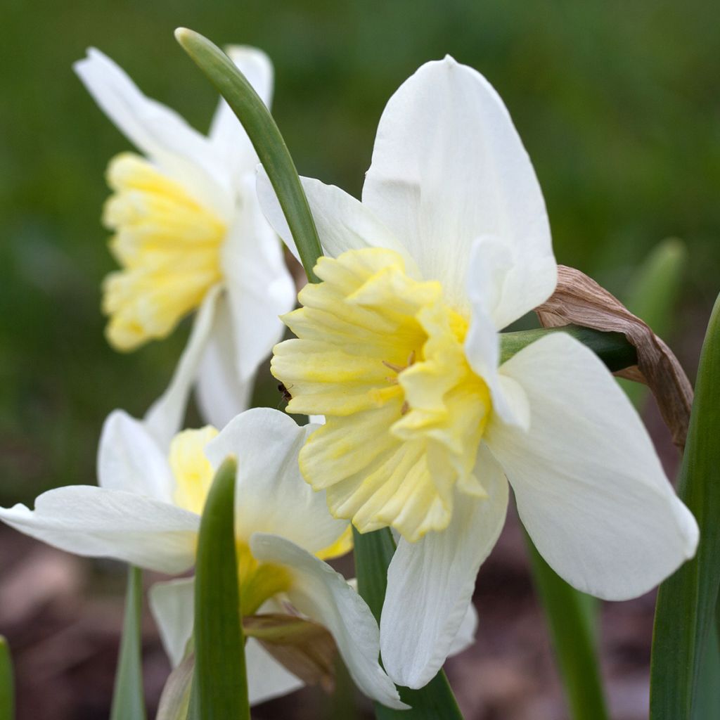 Narcissus Ice Follies - Narcis