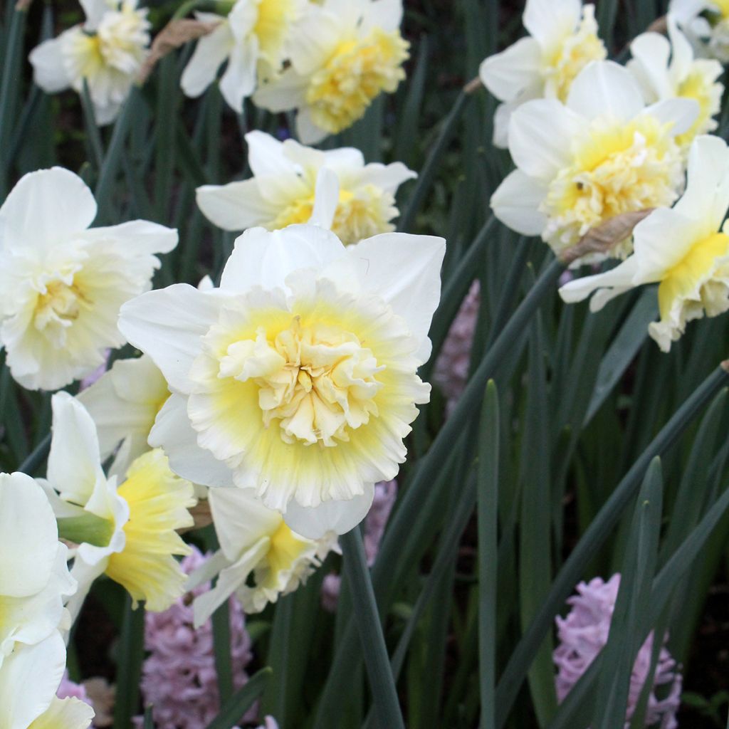 Narcissus Ice King - Dubbele narcis