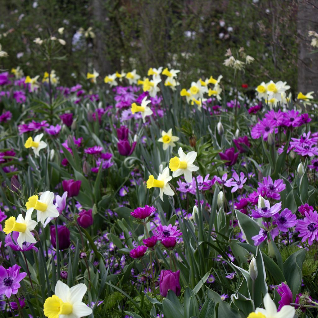 Narcissus cyclamineus Peeping Jenny -Cyclamen-narcis