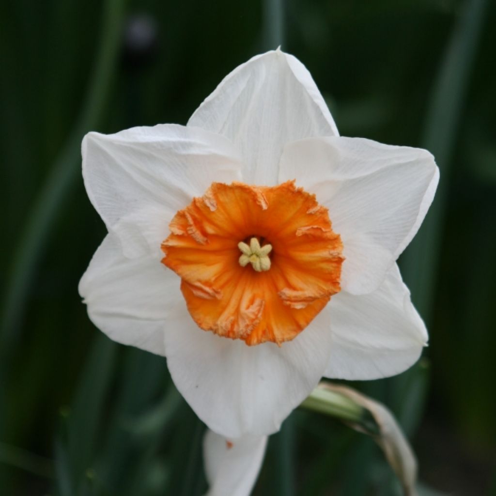 Narcissus Professor Einstein - Grootkronige narcis