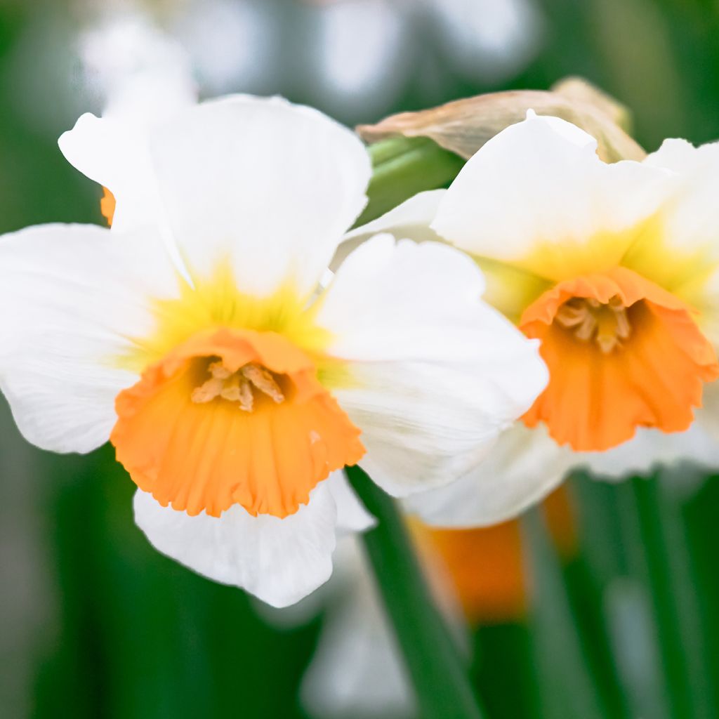 Narcissus Professor Einstein - Grootkronige narcis