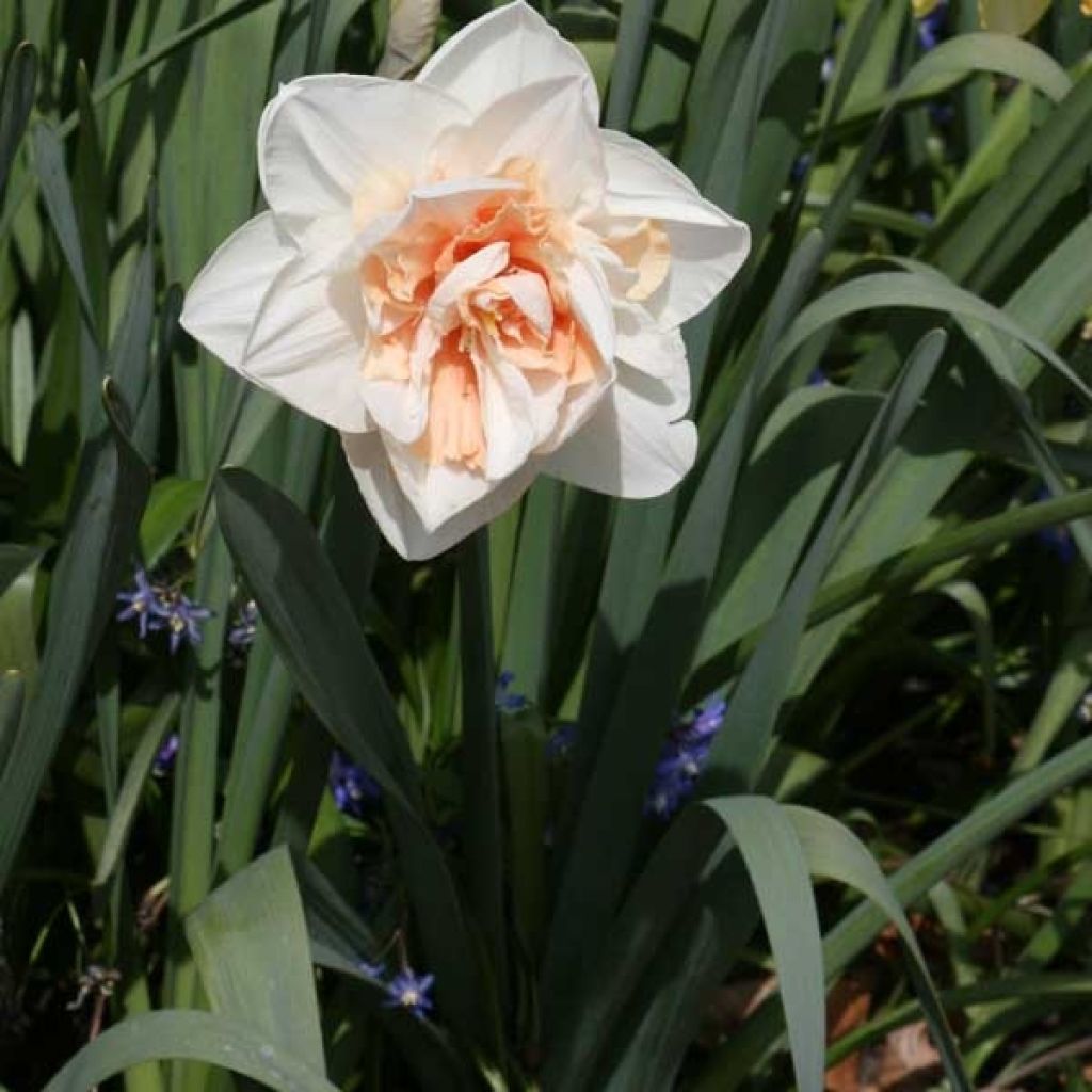 Narcissus White Lion - Narcis dubbel
