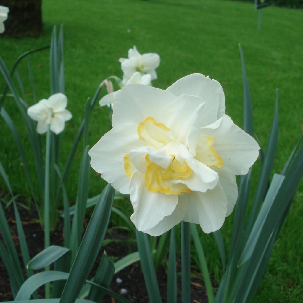Narcissus White Lion - Narcis dubbel