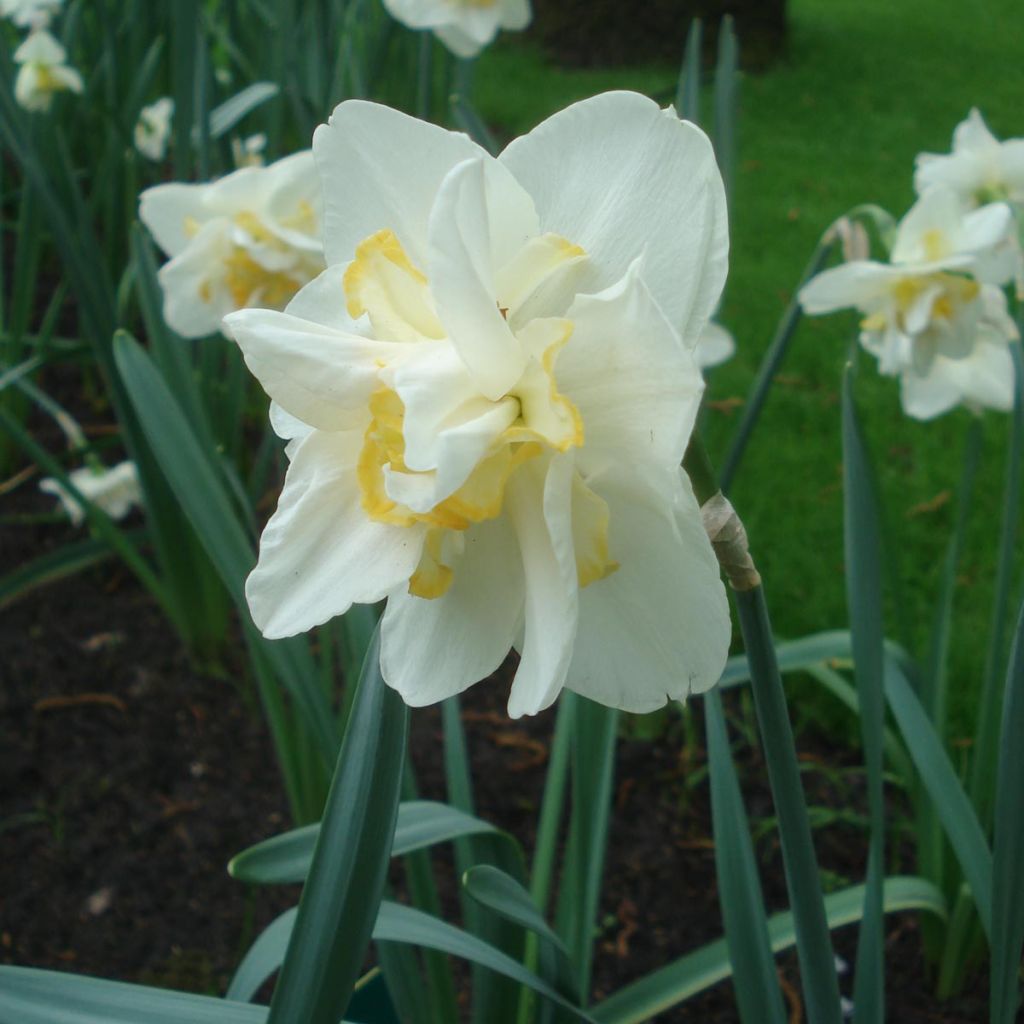 Narcissus White Lion - Narcis dubbel