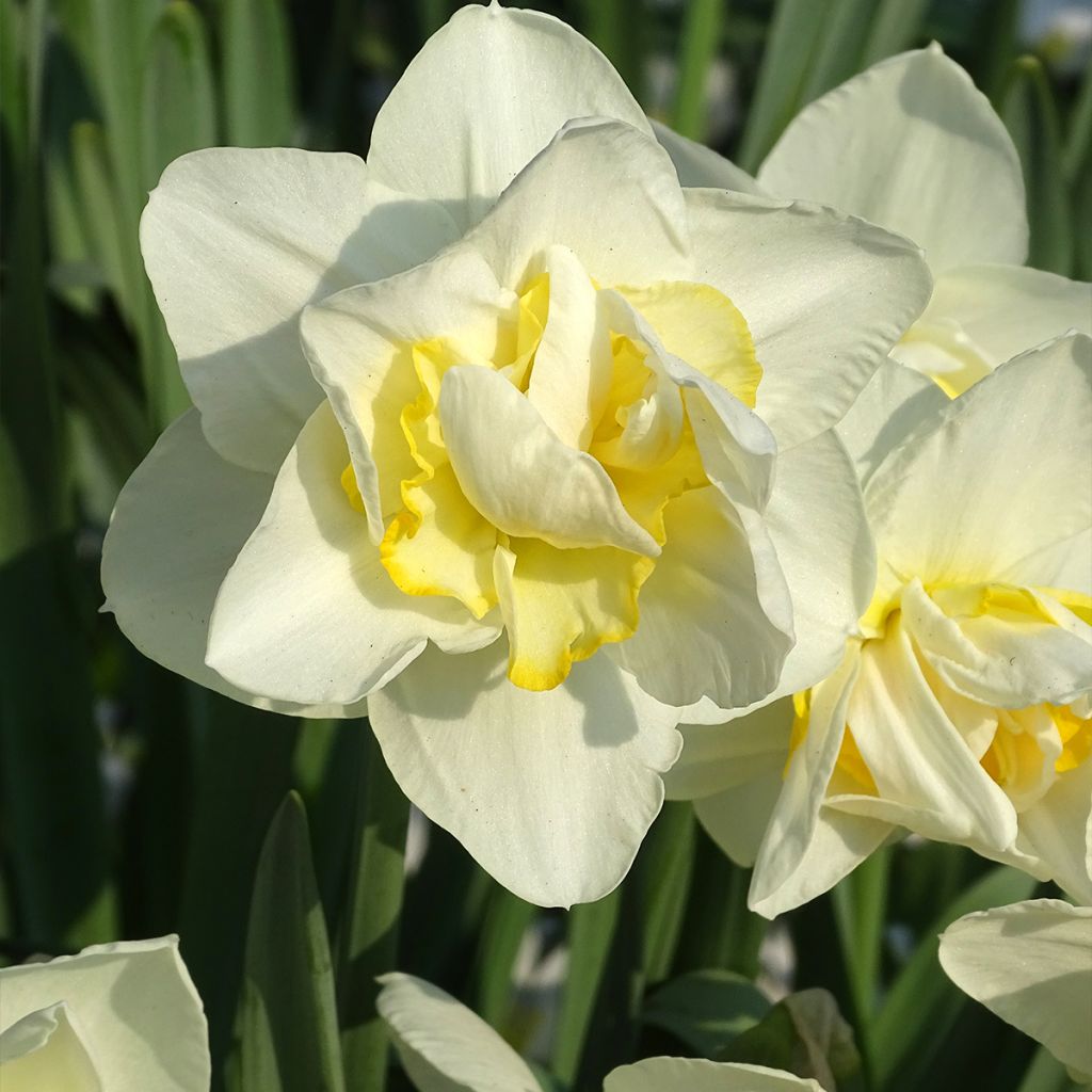 Narcissus White Lion - Narcis dubbel