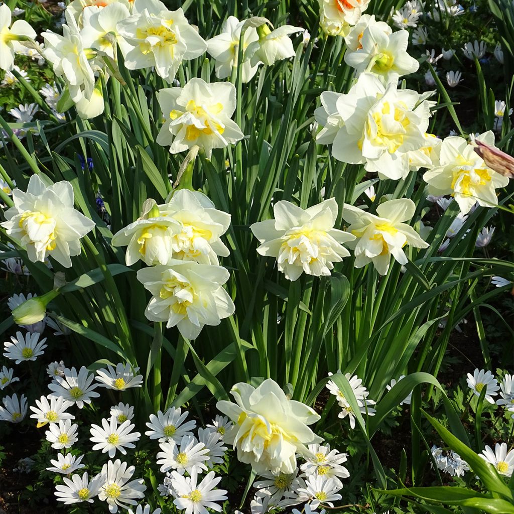 Narcissus White Lion - Narcis dubbel